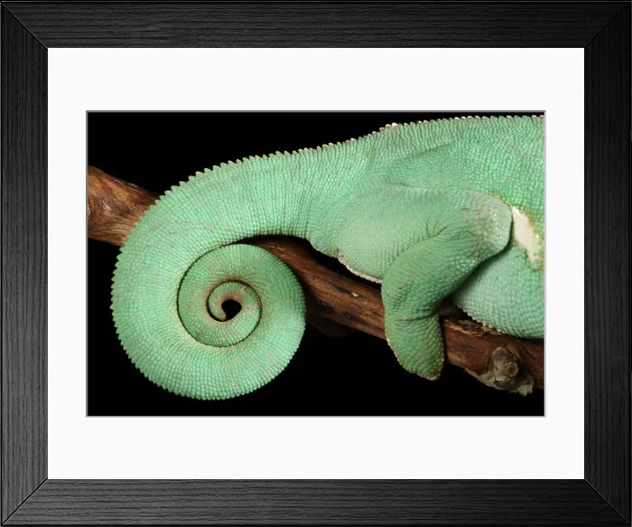 Framed Print : Veiled Chameleon tail detail Framed Print : Veiled Chameleon tail detail