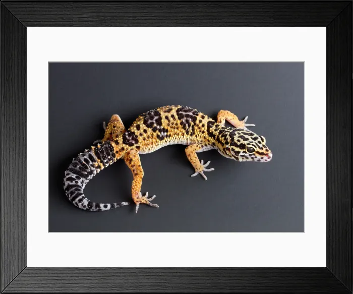 Framed Print : Leopard Gecko (Eublepharis macularius) Framed Print : Leopard Gecko (Eublepharis macularius)