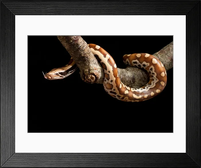Framed Print : Blood python (Python brongersmai) on branch Framed Print : Blood python (Python brongersmai) on branch