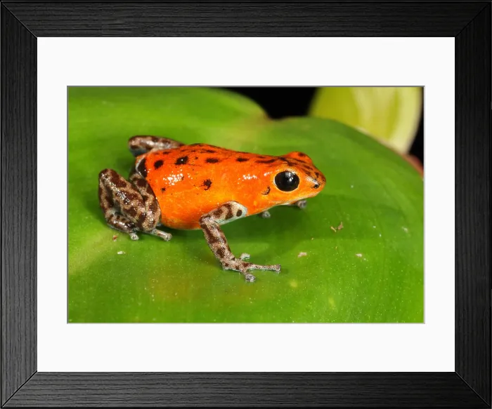 Framed Print : Poison Dart Frog (Oophaga pumilio) Framed Print : Poison Dart Frog (Oophaga pumilio)