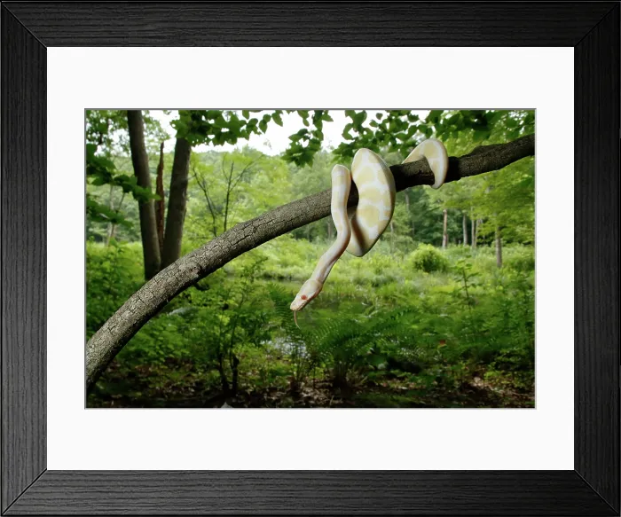 Framed Print : Albino Ball Python climbing tree Framed Print : Albino Ball Python climbing tree