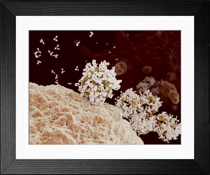 Framed Print : Antibody opsonization of influenza viruses
