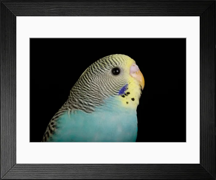 Framed Print : Budgerigar (Melopsittacus undulatus) portrait Framed Print : Budgerigar (Melopsittacus undulatus) portrait