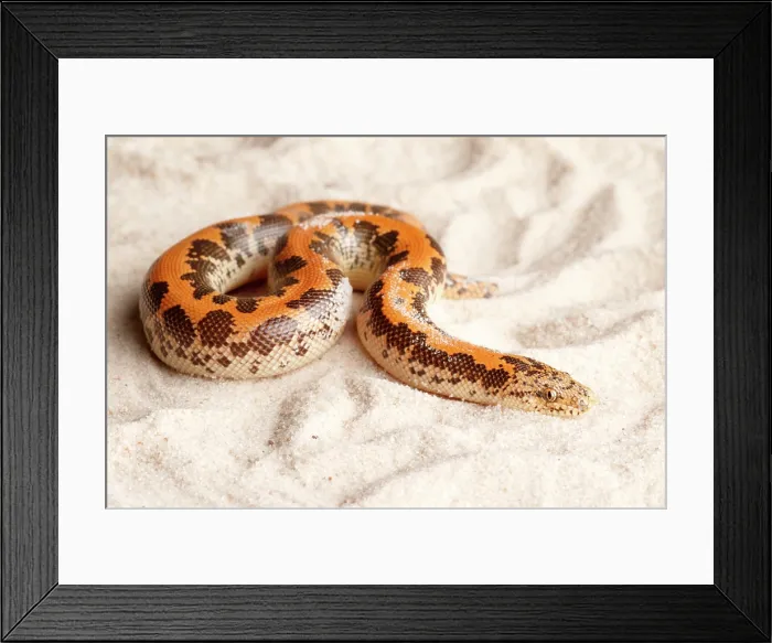 Framed Print : Kenyan Sand Boa on Sand Framed Print : Kenyan Sand Boa on Sand