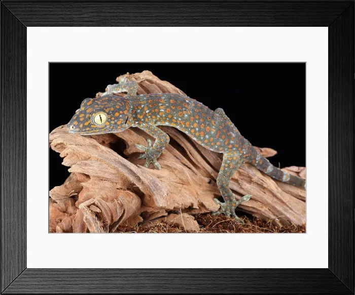 Framed Print : Tokay Gecko Framed Print : Tokay Gecko