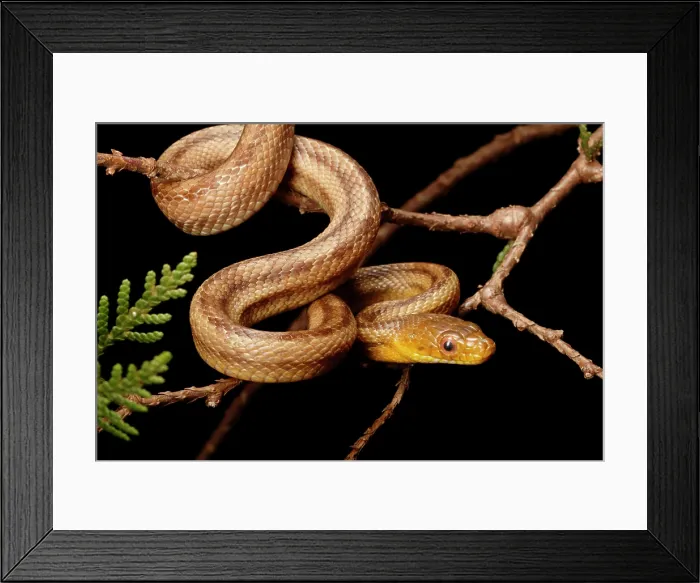 Framed Print : Climbing Yellow Rat Snake Framed Print : Climbing Yellow Rat Snake