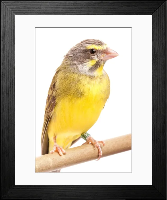 Framed Print : Green Singing Finch (Crithagra mozambicus) Framed Print : Green Singing Finch (Crithagra mozambicus)