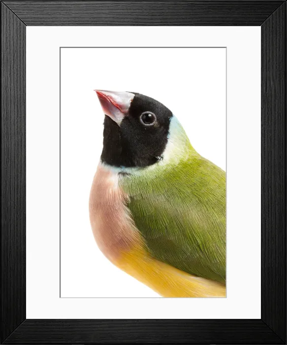 Framed Print : Gouldian Finch (Erythrura gouldiae) Portrait Framed Print : Gouldian Finch (Erythrura gouldiae) Portrait