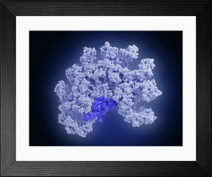 Framed Print : Pentameric immunoglobulin M (IgM) molecule Framed Print : Pentameric immunoglobulin M (IgM) molecule