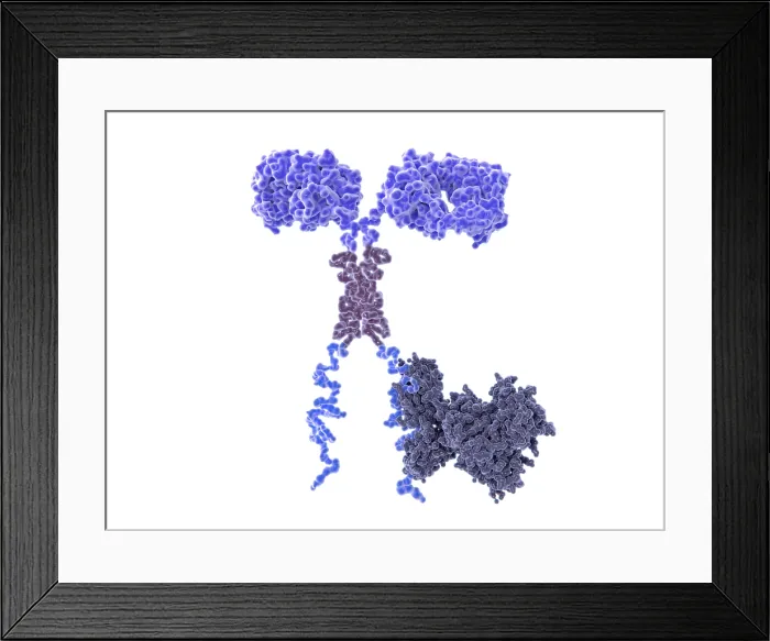 Framed Print : Chimeric antigen receptor (CAR) Framed Print : Chimeric antigen receptor (CAR)