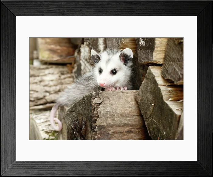 Framed Print : Opossum climbing on wood pile Framed Print : Opossum climbing on wood pile