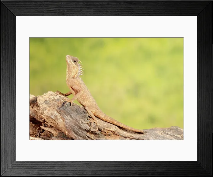 Framed Print : Mountain Horned Dragon on a log Framed Print : Mountain Horned Dragon on a log
