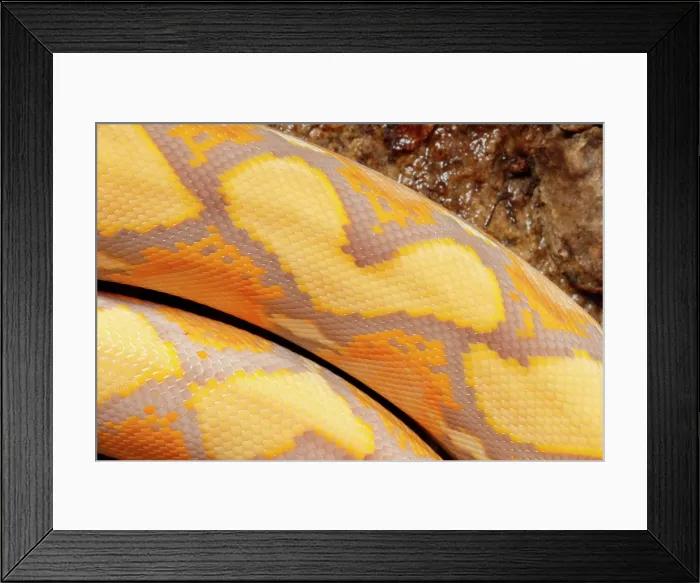 Framed Print : Reticulated Python, Lavender Albino Morph Scales Framed Print : Reticulated Python, Lavender Albino Morph Scales