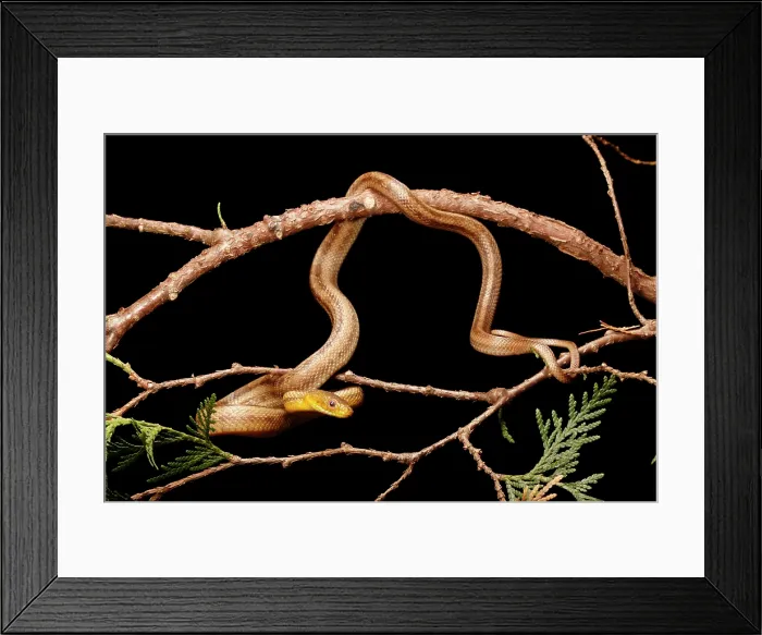 Framed Print : Yellow Rat Snake in tree branch Framed Print : Yellow Rat Snake in tree branch