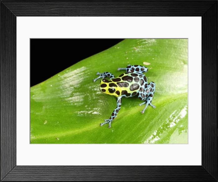 Framed Print : Poison Dart Frog (Ranitomeya variabilis)