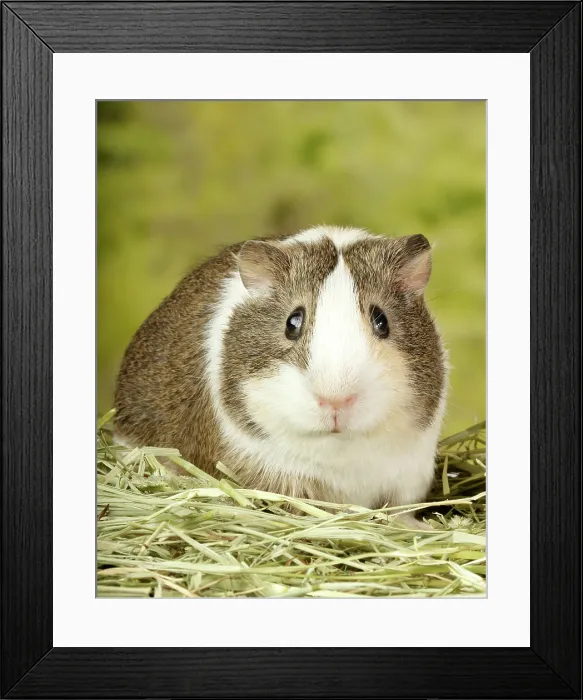 Framed Print : Guinea Pig looking straight- Vertical Framed Print : Guinea Pig looking straight- Vertical