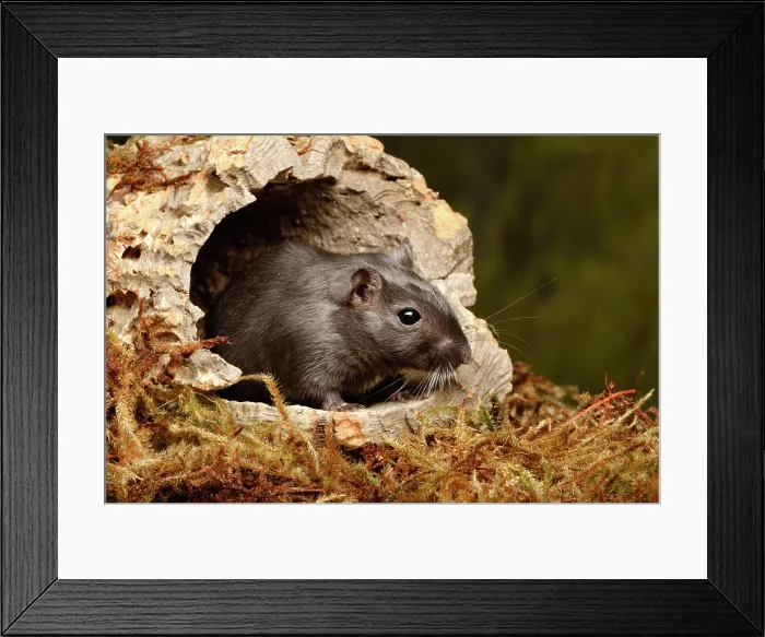 Framed Print : Gerbil hiding in cork round Framed Print : Gerbil hiding in cork round