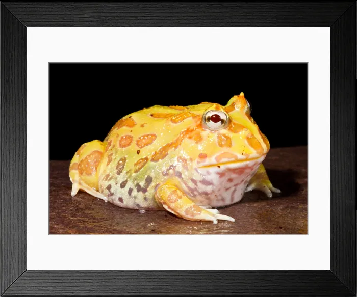 Framed Print : Pac Man Frog (Ceratophrys) Framed Print : Pac Man Frog (Ceratophrys)