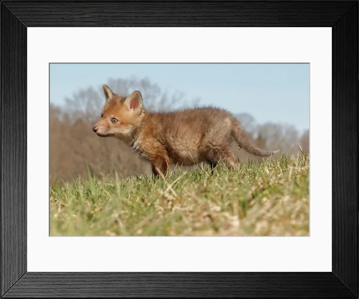Framed Print : Red Fox Kit in Grass Framed Print : Red Fox Kit in Grass
