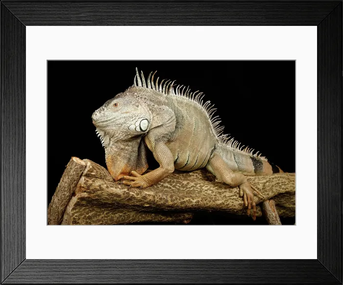 Framed Print : Green Iguana Framed Print : Green Iguana