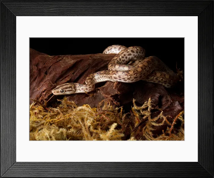Framed Print : Colombian Rainbow Boa (Epicrates maurus) Framed Print : Colombian Rainbow Boa (Epicrates maurus)