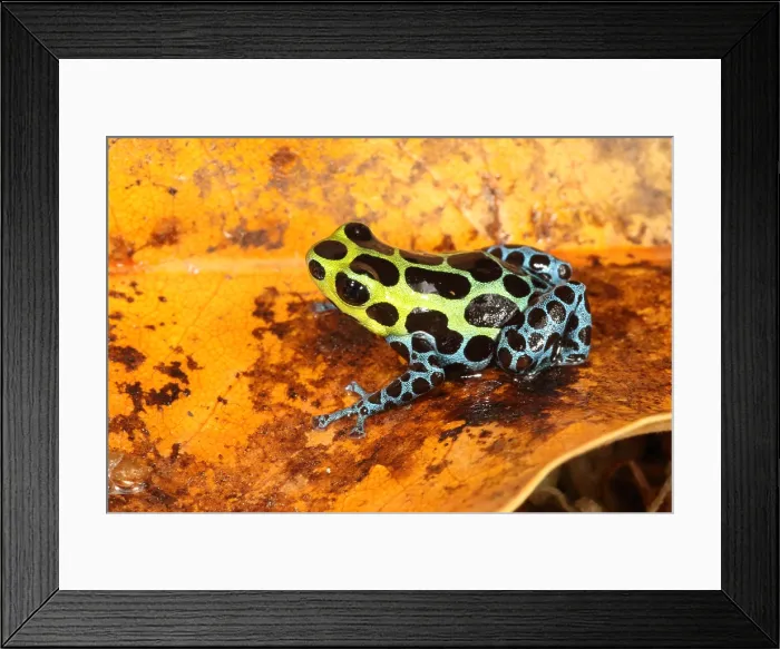 Framed Print : Poison Dart Frog (Ranitomeya variabilis) Framed Print : Poison Dart Frog (Ranitomeya variabilis)