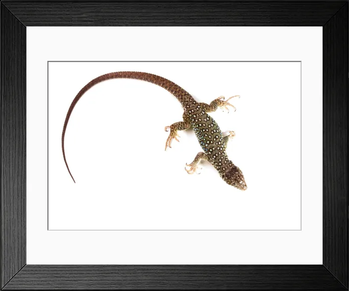 Framed Print : Jeweled Lacerta (Lacerta Lepida) Framed Print : Jeweled Lacerta (Lacerta Lepida)