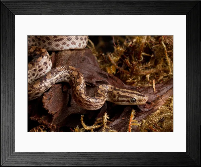 Framed Print : Colombian Rainbow Boa (Epicrates maurus)