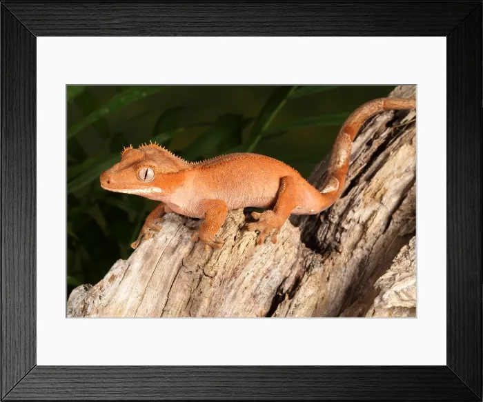 Framed Print : Crested Gecko (Correlophus ciliatus) Framed Print : Crested Gecko (Correlophus ciliatus)