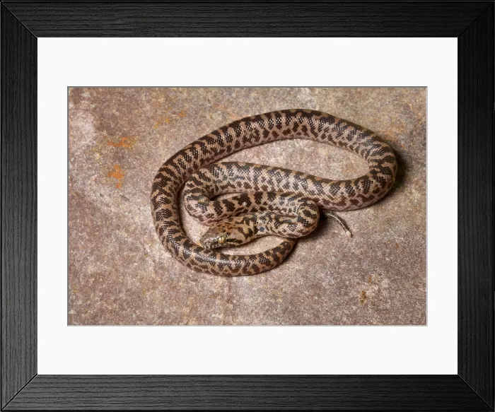 Framed Print : Spotted Python (Antaresia maculosa) Framed Print : Spotted Python (Antaresia maculosa)