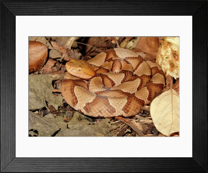 Framed Print : Northern Copperhead on leaf litter