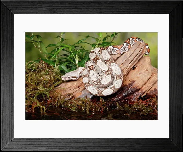 Framed Print : Colombian Red Tail Boa Constrictor Framed Print : Colombian Red Tail Boa Constrictor