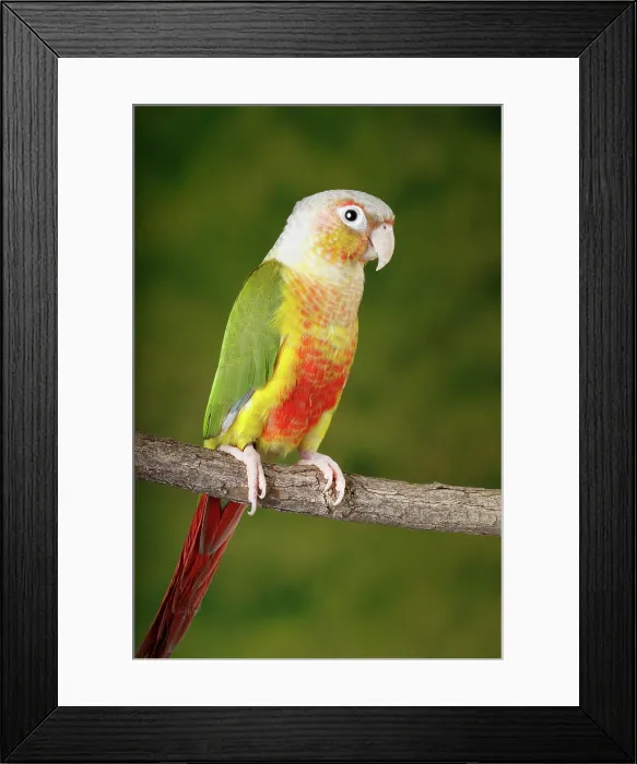 Framed Print : Green-cheeked Conure Framed Print : Green-cheeked Conure