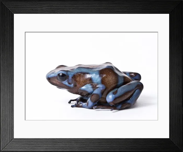 Framed Print : Panamanian Green and Black poison dart frog