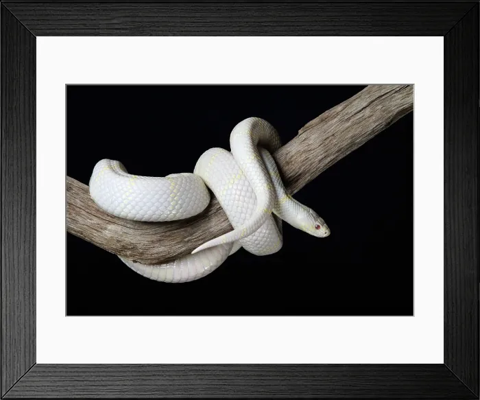 Framed Print : Albino California Kinsnake (Lampropeltis Californiae) coiled around branch