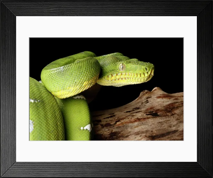 Framed Print : Emerald Tree Boa (Corallus caninus) Framed Print : Emerald Tree Boa (Corallus caninus)