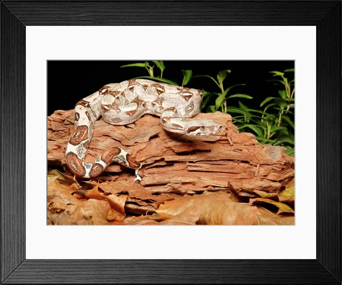 Framed Print : Colombian Red Tail Boa Constrictor Framed Print : Colombian Red Tail Boa Constrictor