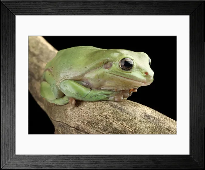 Framed Print : White's Tree Frog (Litoria caerulea) Framed Print : White's Tree Frog (Litoria caerulea)