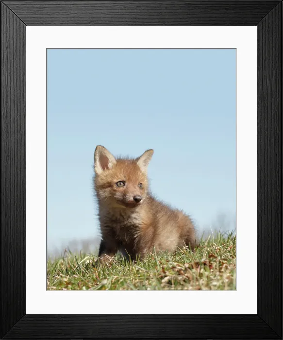 Framed Print : Red Fox Kit in Grass - Looking Right Framed Print : Red Fox Kit in Grass - Looking Right