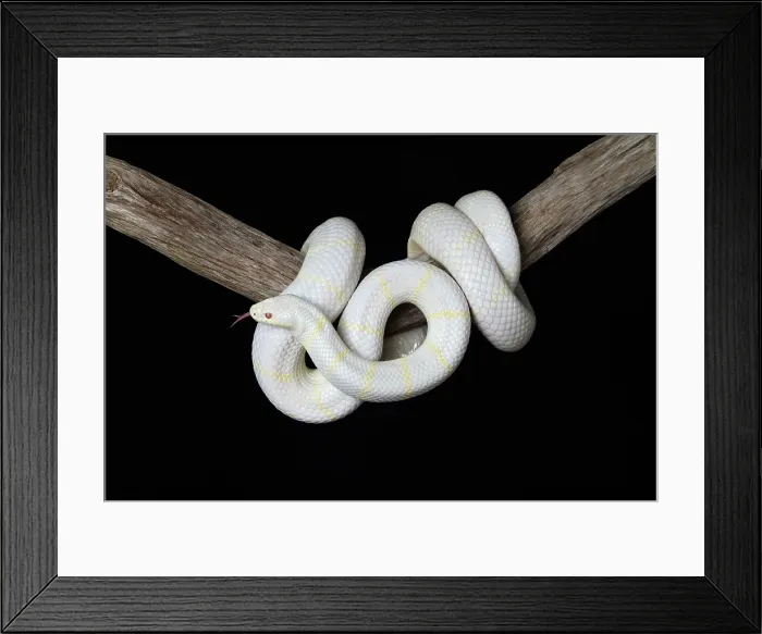 Framed Print : Albino California Kingsnake (Lampropeltis californiae) Framed Print : Albino California Kingsnake (Lampropeltis californiae)