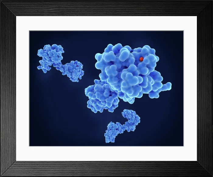 Framed Print : Calmodulin, a crucial messenger protein
