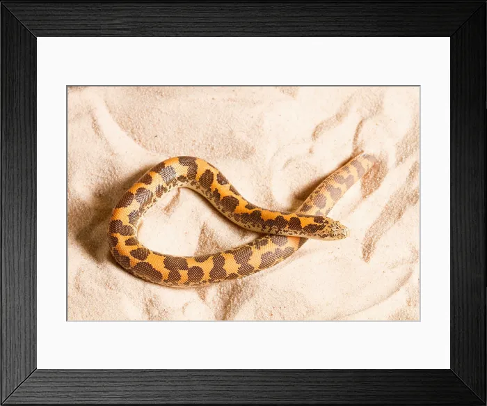 Framed Print : Kenyan Sand Boa (Eryx Colubrinus)
