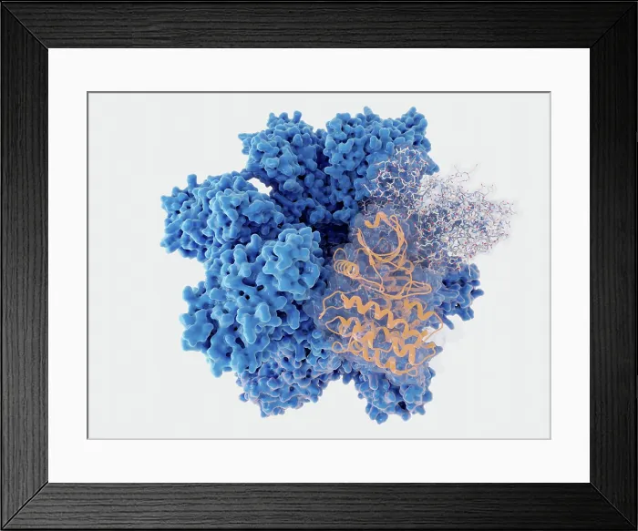 Framed Print : Ca2+ / calmodulin-dependent protein kinase II holoenzyme