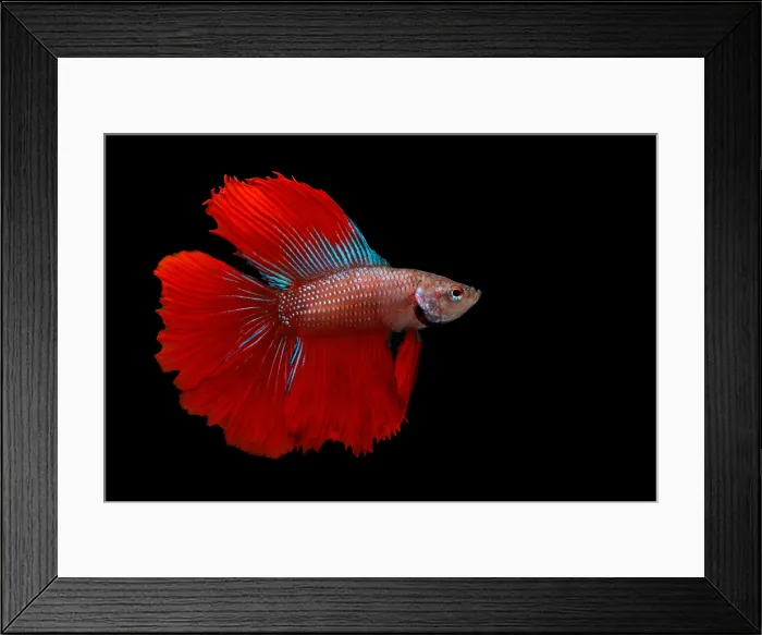 Framed Print : Red Betta Fish (Betta splendens) portrait Framed Print : Red Betta Fish (Betta splendens) portrait