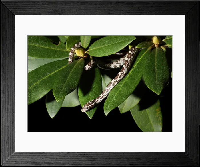 Framed Print : Corn Snake (Pantherophis guttatus)