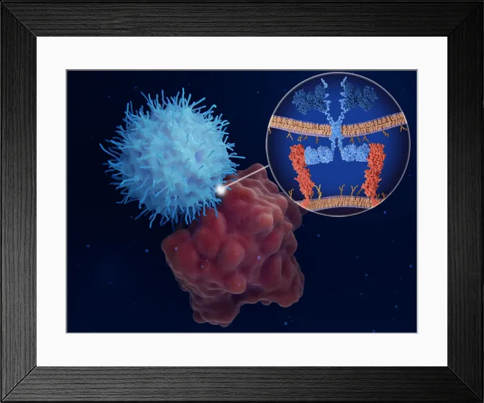Framed Print : Chimeric antigen receptor (CAR) therapy: Engineered natural killer cell attacks a cancer cell Framed Print : Chimeric antigen receptor (CAR) therapy: Engineered natural killer cell attacks a cancer cell