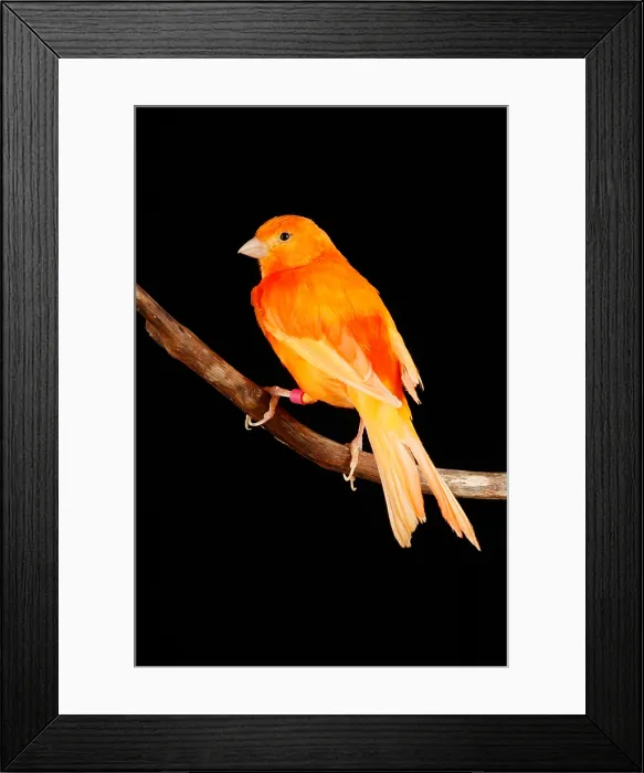 Framed Print : Red Factor Canary on Branch portrait Framed Print : Red Factor Canary on Branch portrait