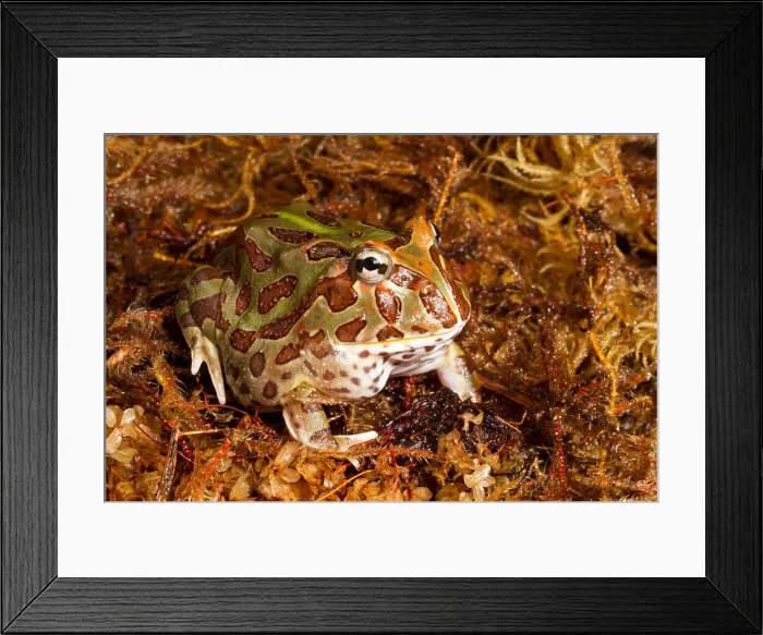 Framed Print : South American Horned Frog