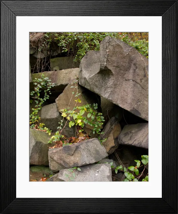 Framed Print : Allegheny Woodrat (Neotoma Magister) habitat Framed Print : Allegheny Woodrat (Neotoma Magister) habitat