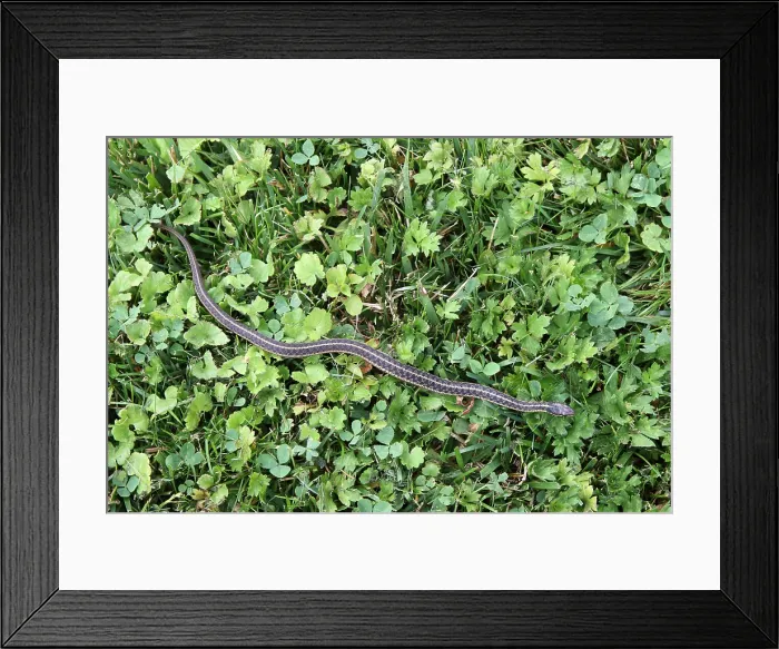 Framed Print : Garter Snake (Thamnophis sirtalis) Framed Print : Garter Snake (Thamnophis sirtalis)